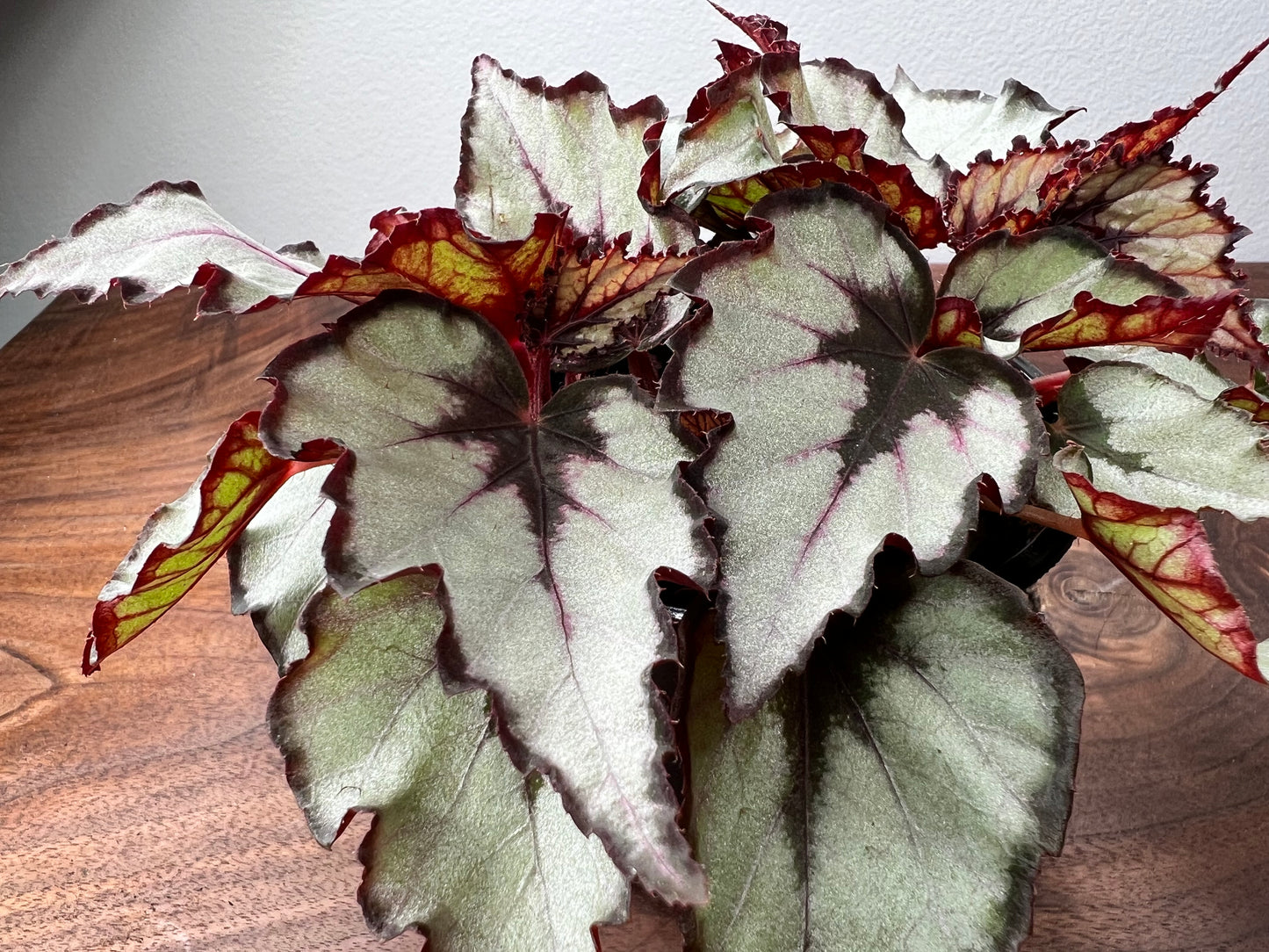 Begonia Painted Leaf