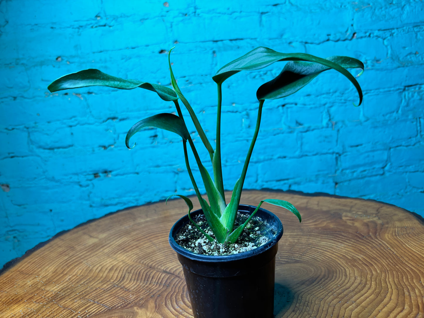 Monstera Burle Marx Flame 4”