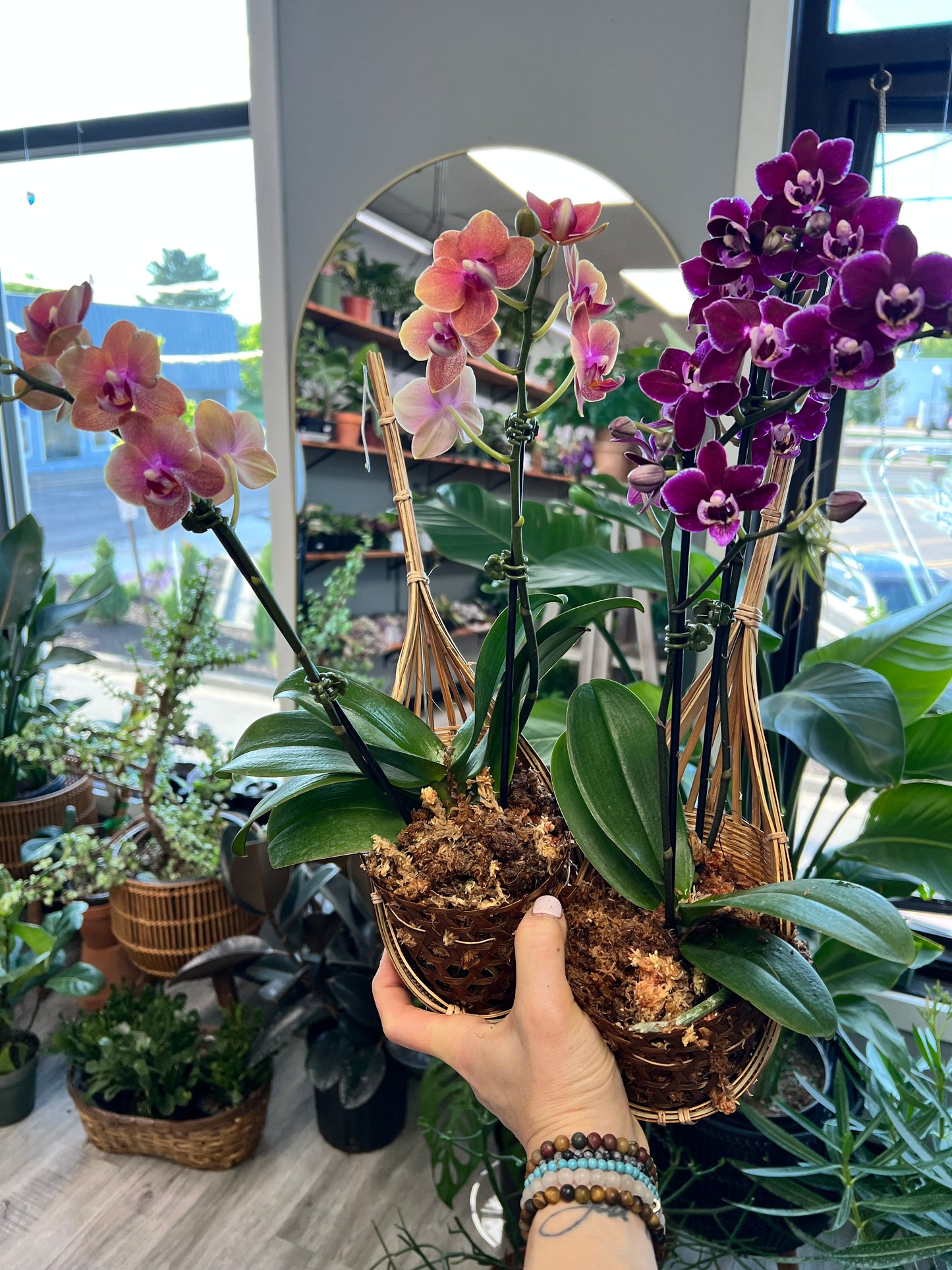 Moth Orchids with hanger