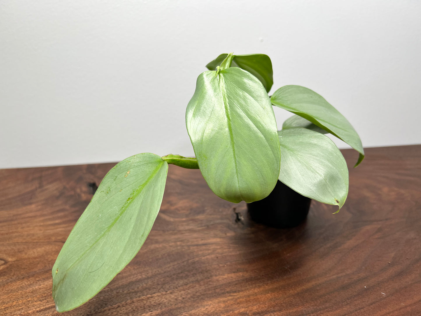 Philodendron Silver Sword