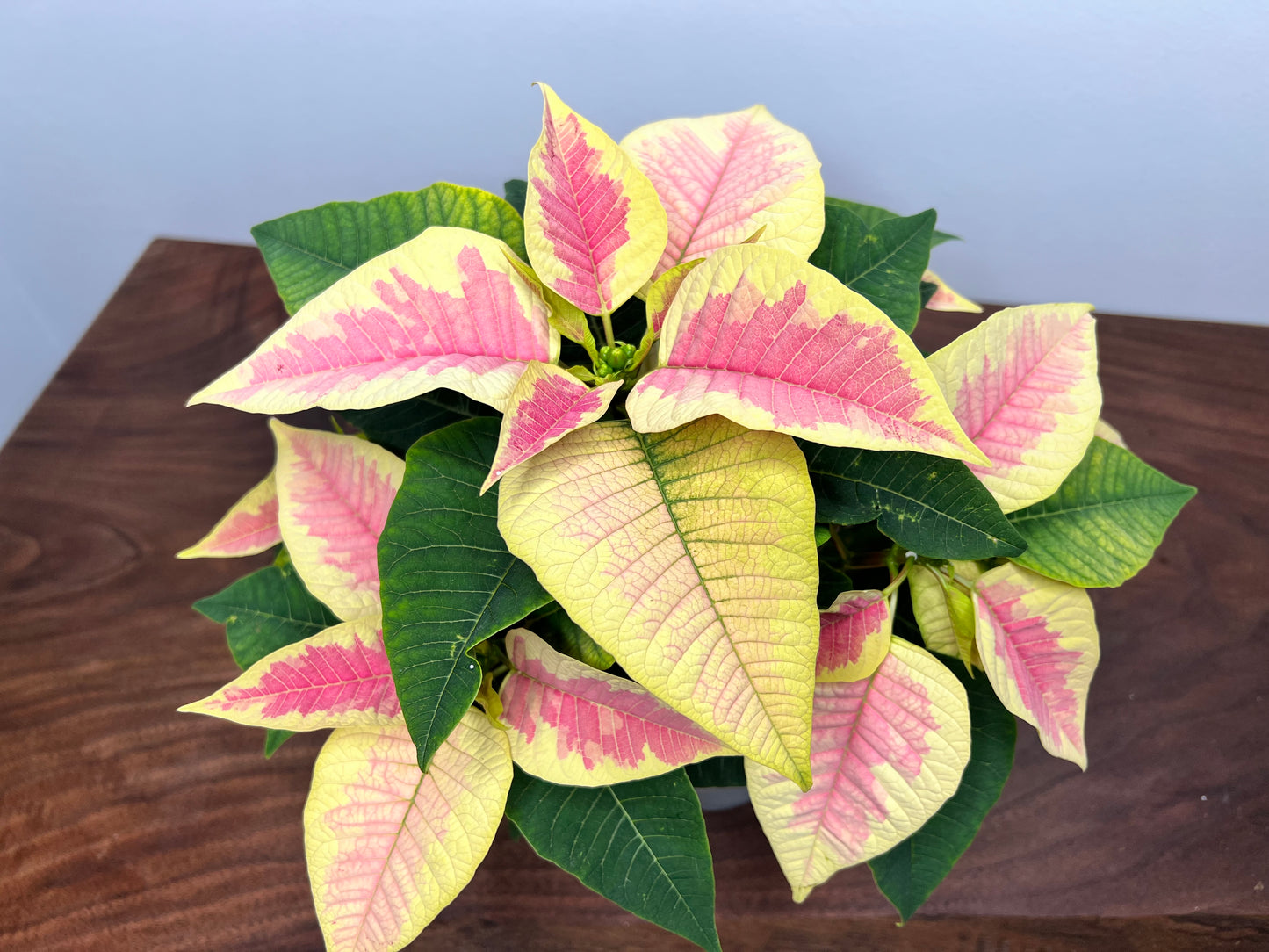 Poinsettia 4” Pink variegated