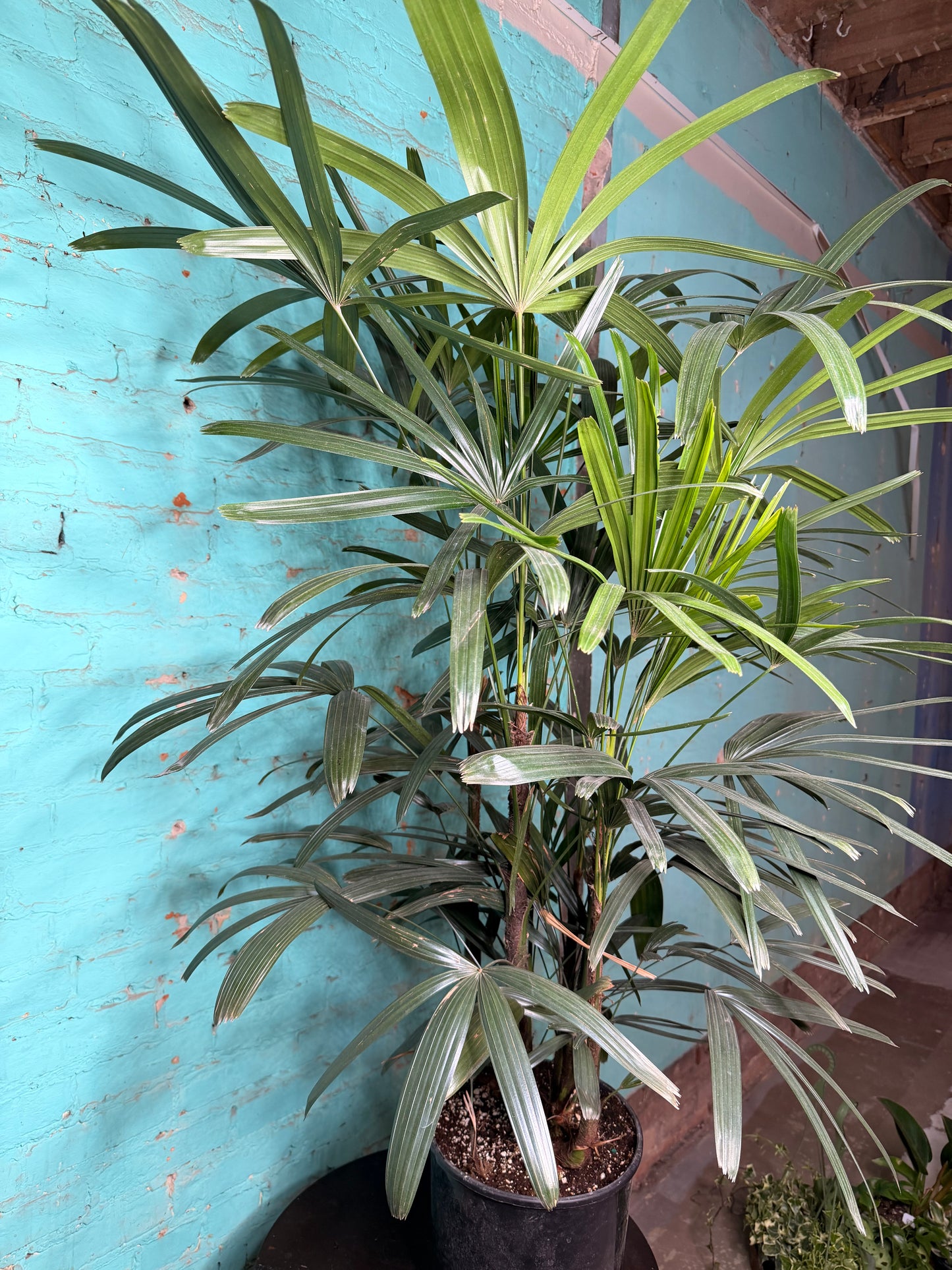 Rhapis Palm (Lady Palm) 10”