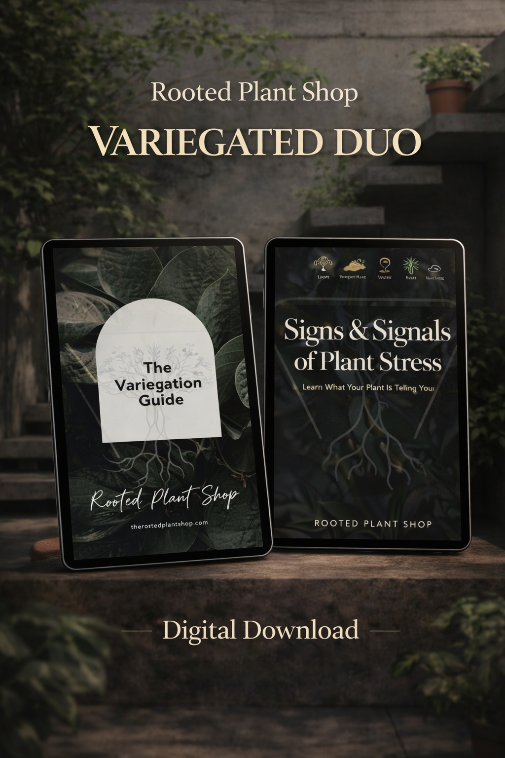 Variegated Signs Duo