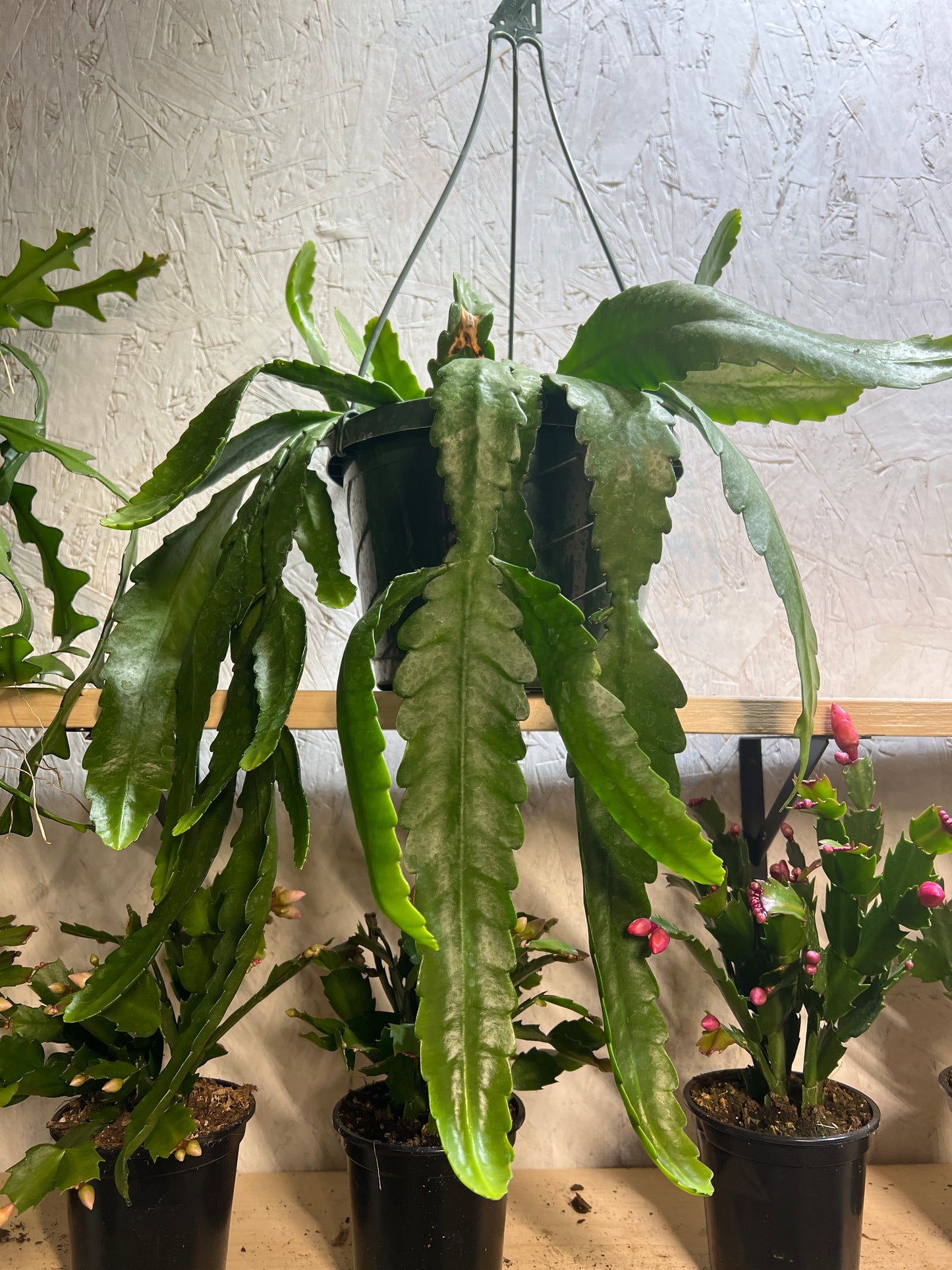 disocactus phyllanthoides- German Empress 8”