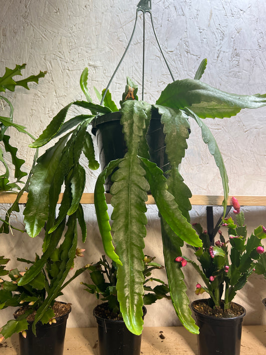 disocactus phyllanthoides- German Empress 8”