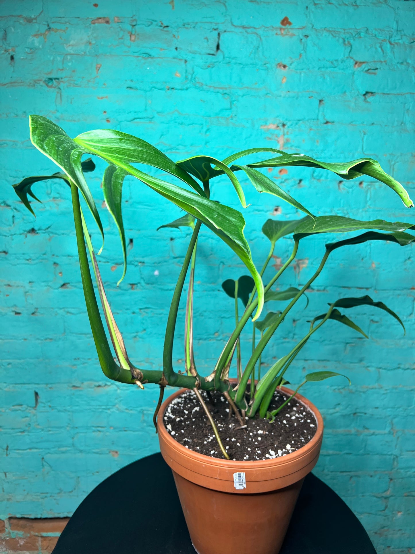 Monstera Burle Marx Flame -Clay