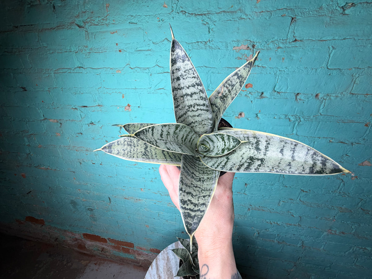 Sansevieria “Snake Plant” 4”