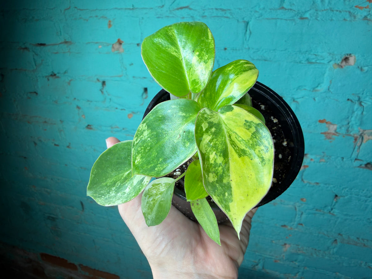 Philodendron Burle Marx Variegated 4”