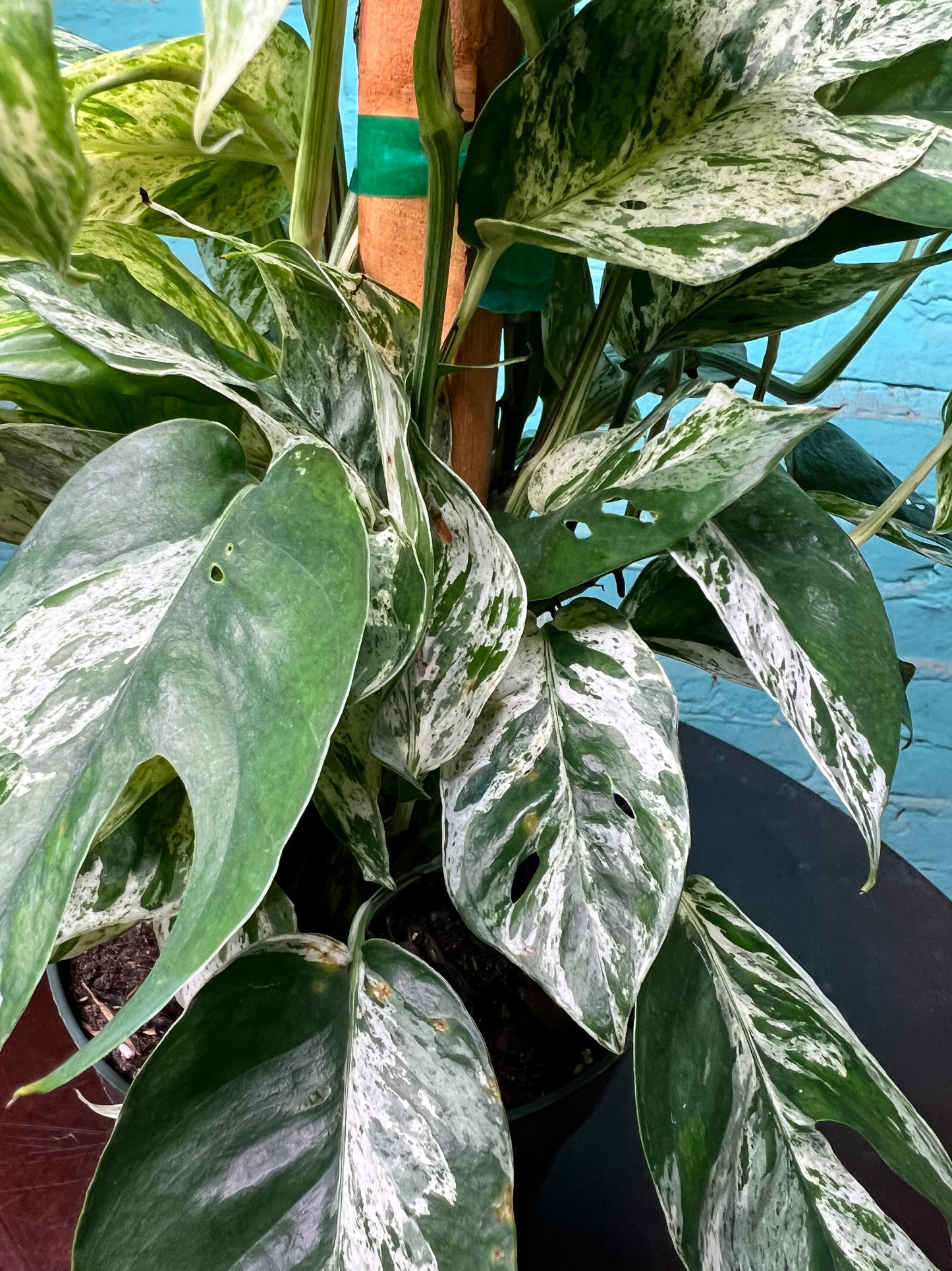 Epipremnum Pinnatum Marble Flame 6” totem