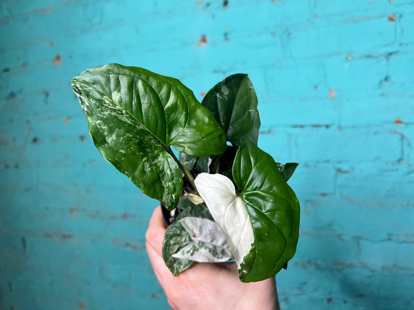 Syngonium Albo