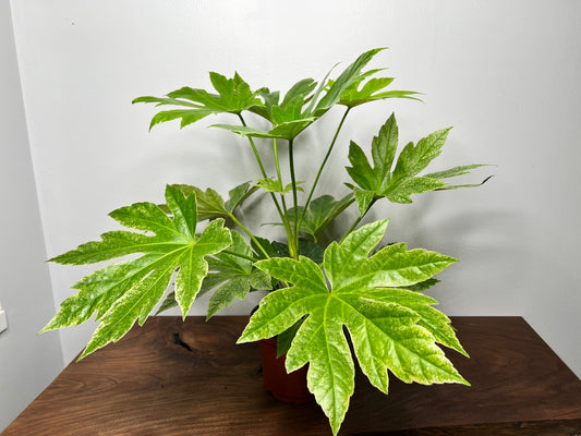 Japanese Fatsia