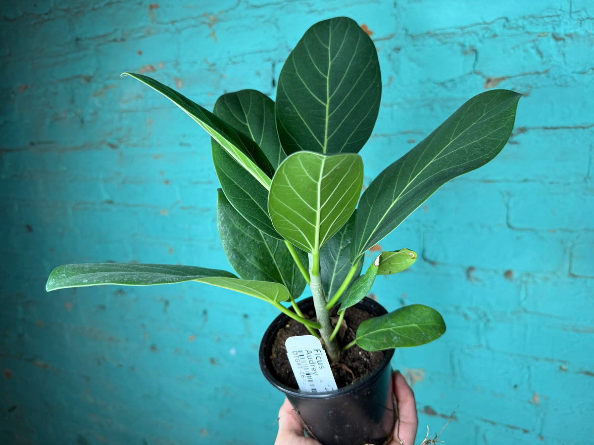 Ficus ‘Audrey’ 4”
