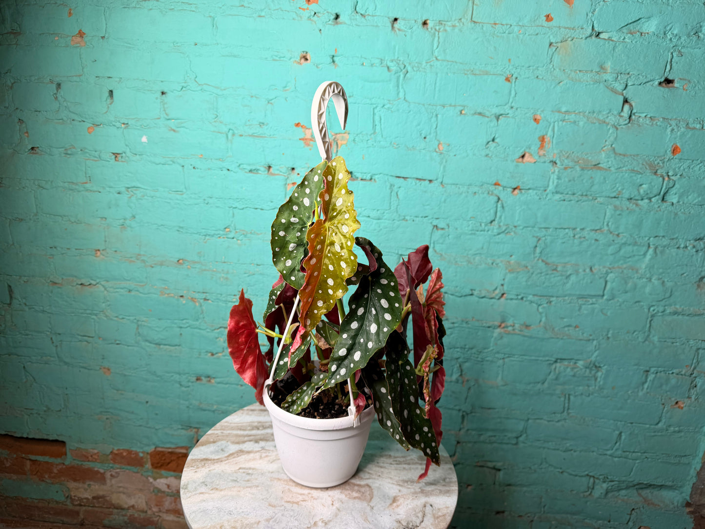 Begonia Maculata 6” Polka Dot Basket 6”