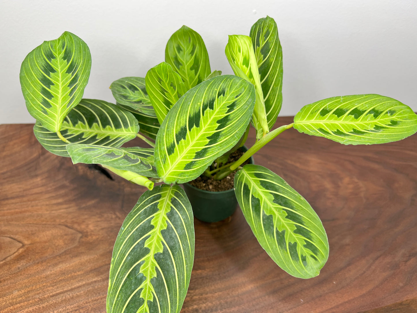 Prayer Plant lemon lime Maranta