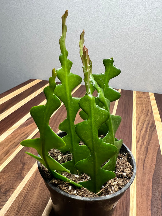 Zigzag Cactus (fish bone)