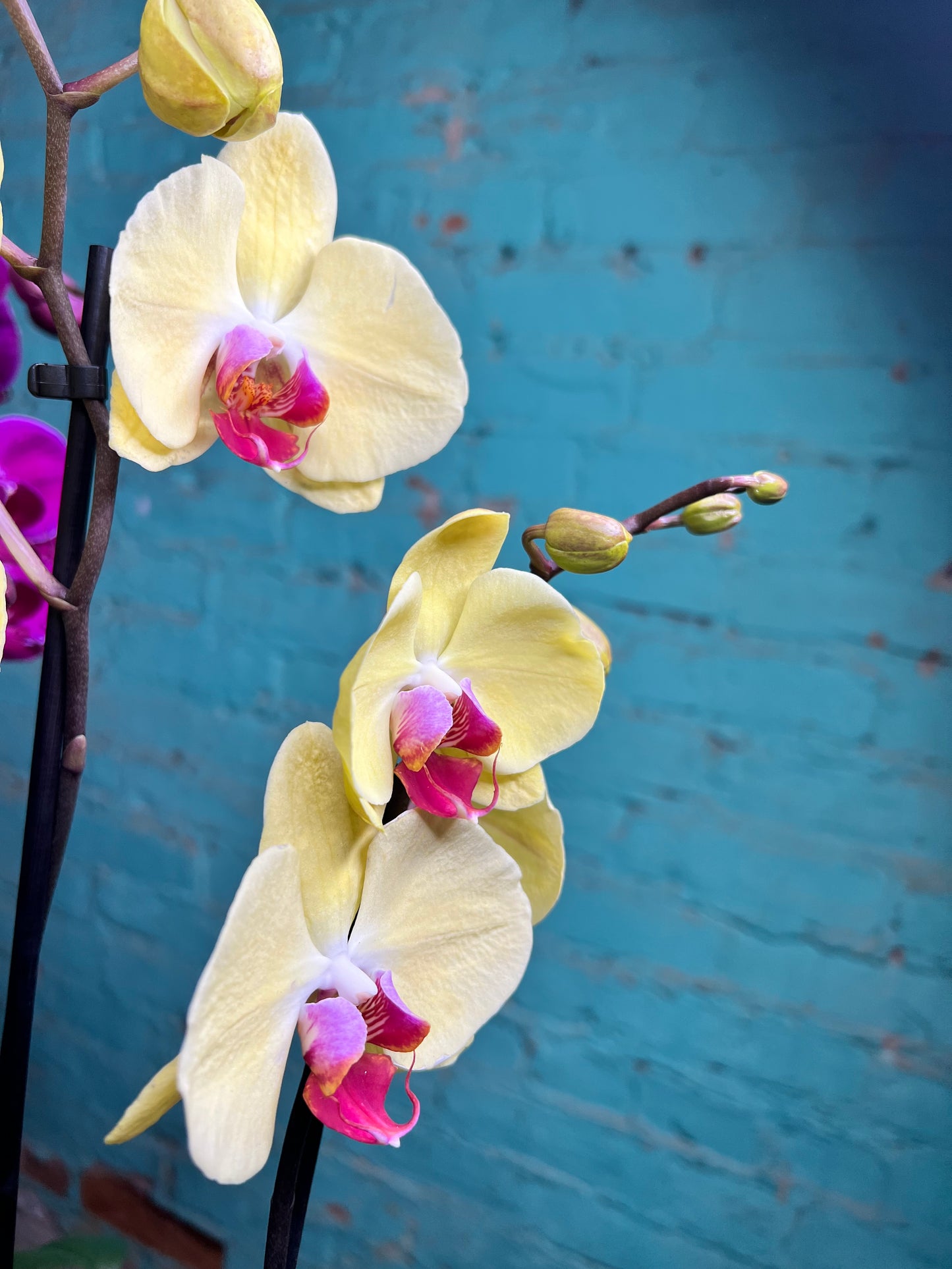 Orchid -Plalaenopsis (Moth Orchid) Double Stem