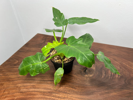 Philodendron- Mayoi