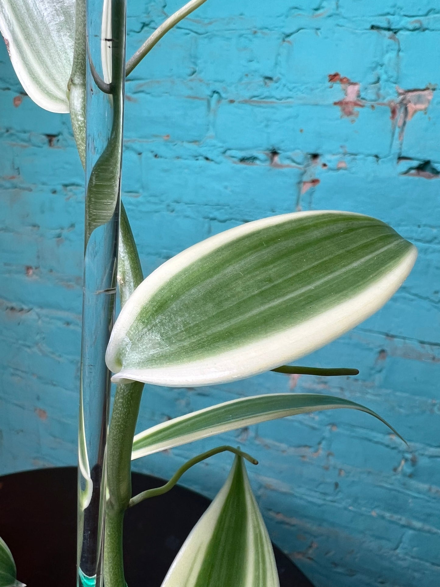 Vanilla Bean Orchids Trellis