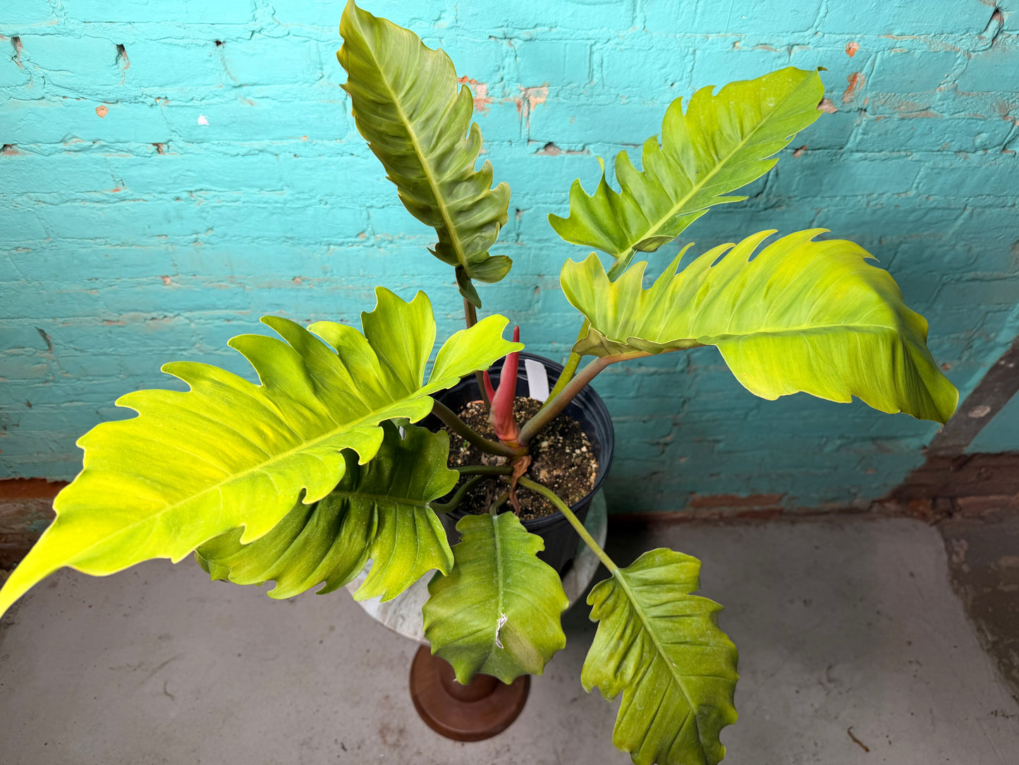 Philodendron Choco Empress 10”