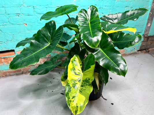 Philodendron Burle Marx Variegated 10”