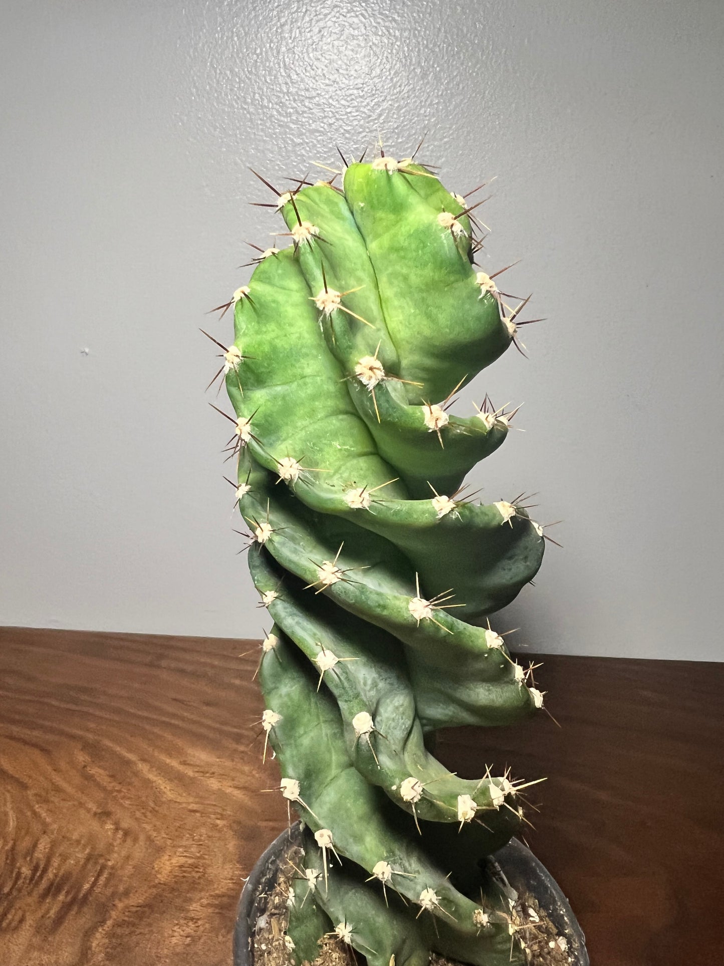 Cereus Forbesii Spiralis