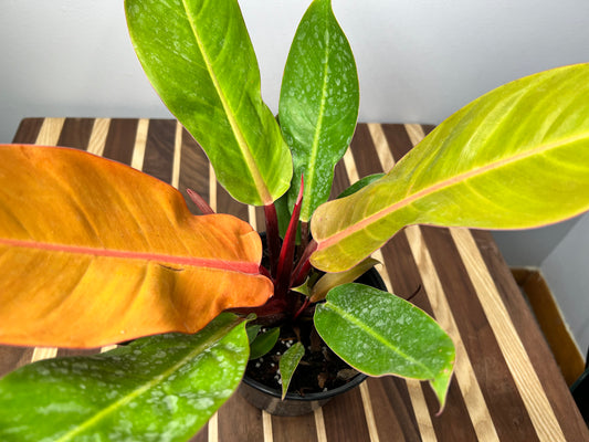 Philodendron Prince Of Orange 6”