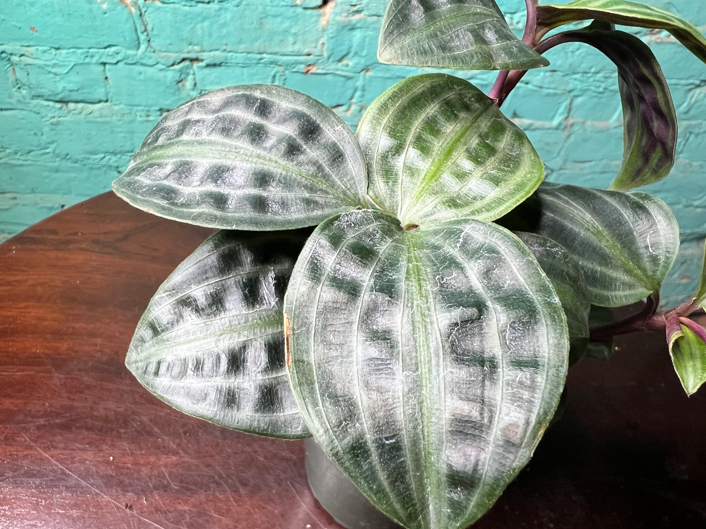 Geogenanthus Peoppigii 4”