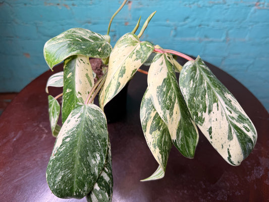 Philodendron ‘Emerald King’ 4”