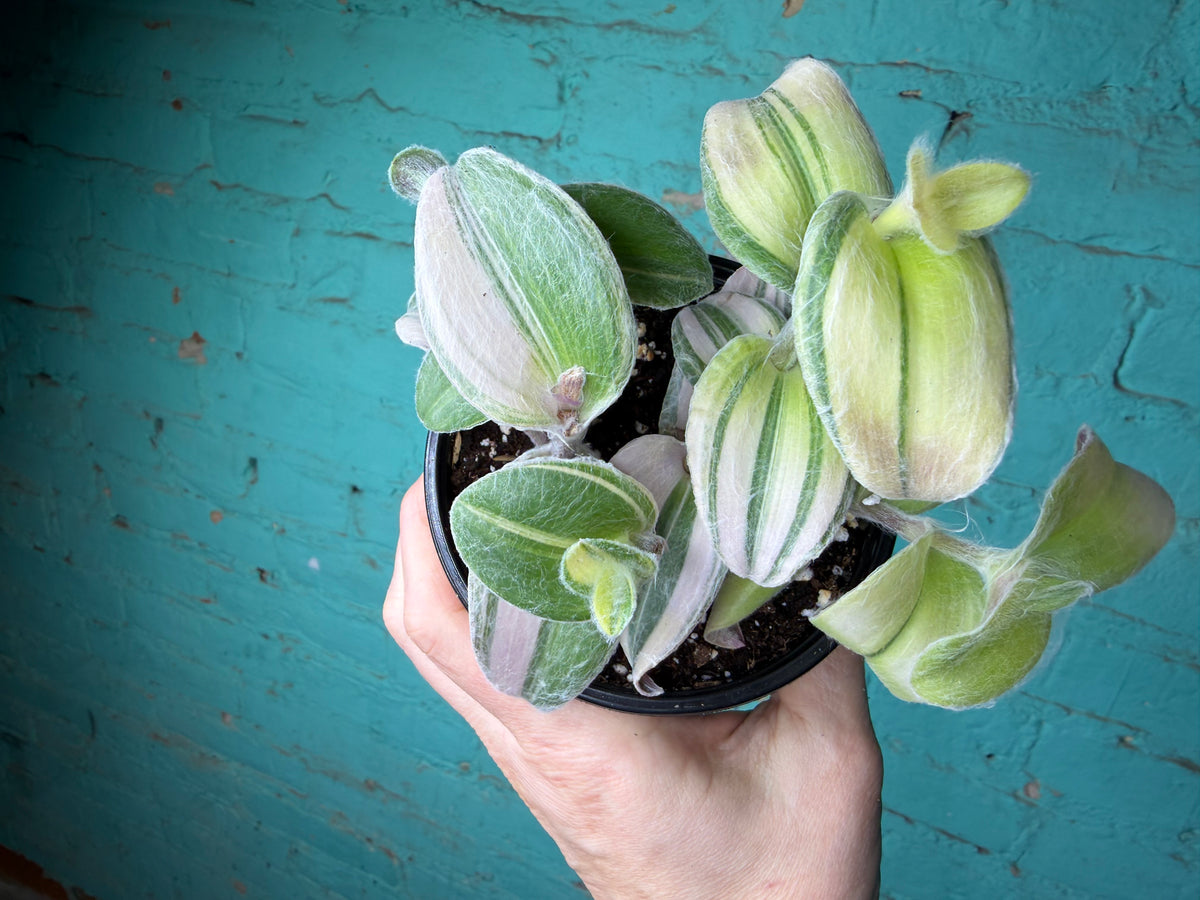 Tradescantia sillamontana ‘White Velvet Tradescantia’