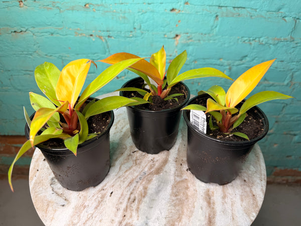 Philodendron Prince Of Orange  4”