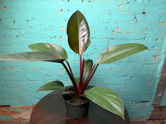 Philodendron Red Congo 6”