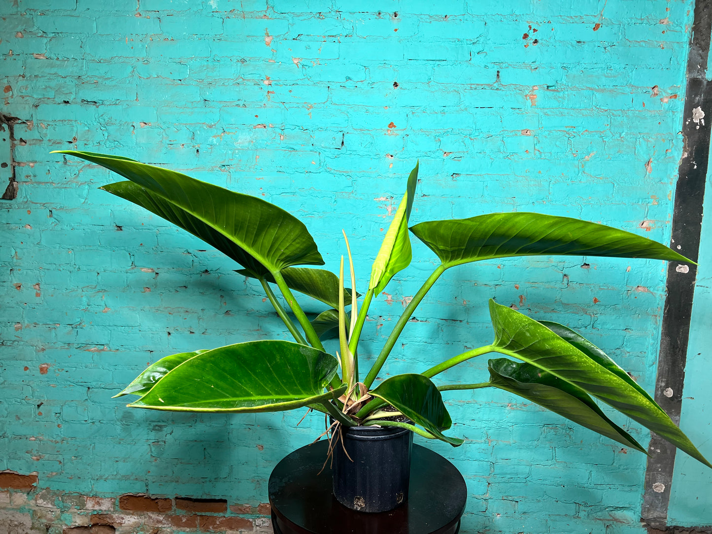 Philodendron Congo Thailand 10”