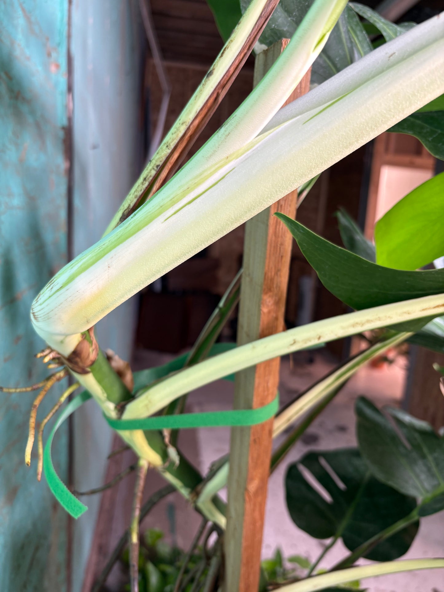 Monstera Deliciosa Albo 10” 4ft 8”