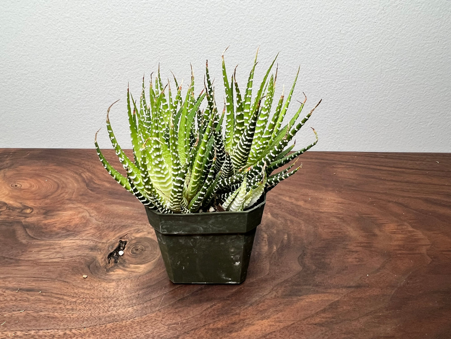 Haworthia- variegated