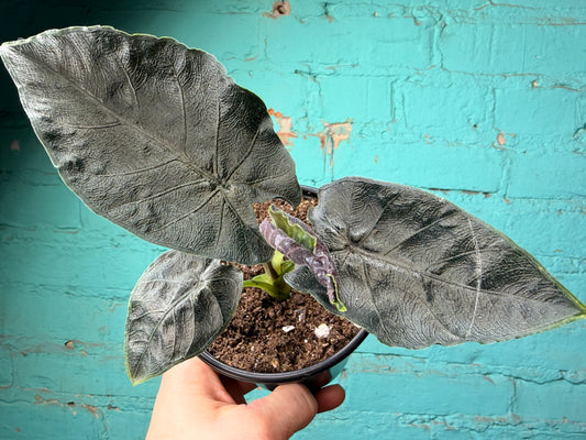 Alocasia ‘Antoro Velvet 4”