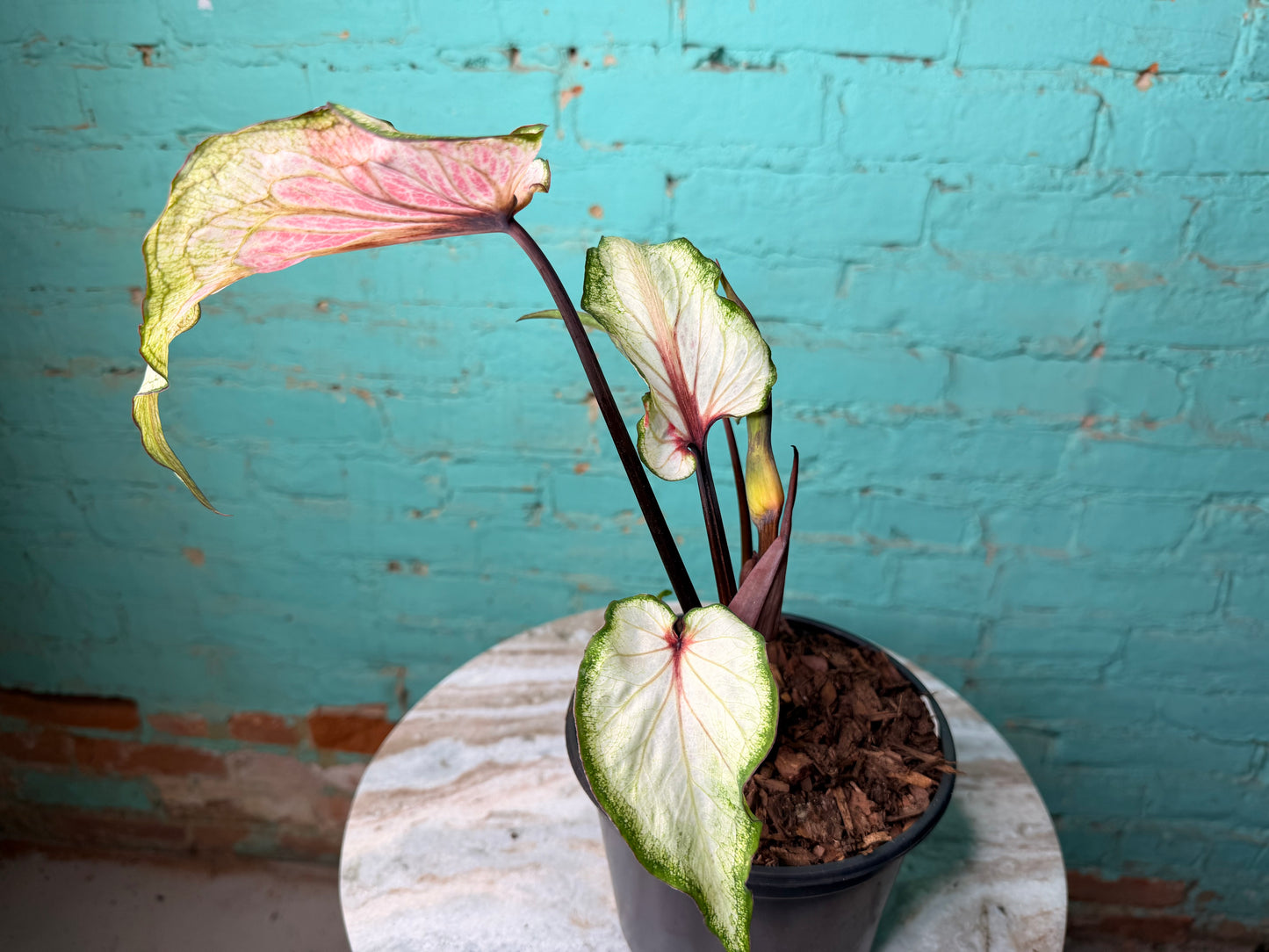 Caladium 6” White Lighting
