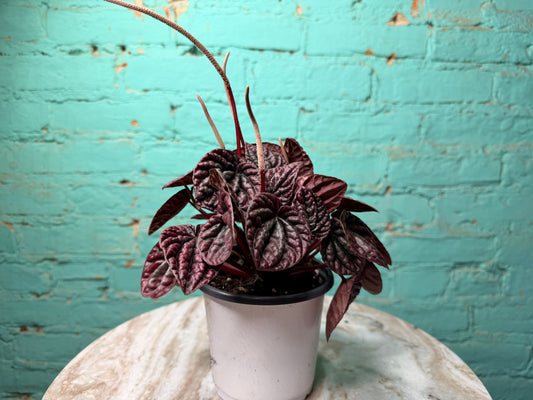 Peperomia Red Ripples 4”