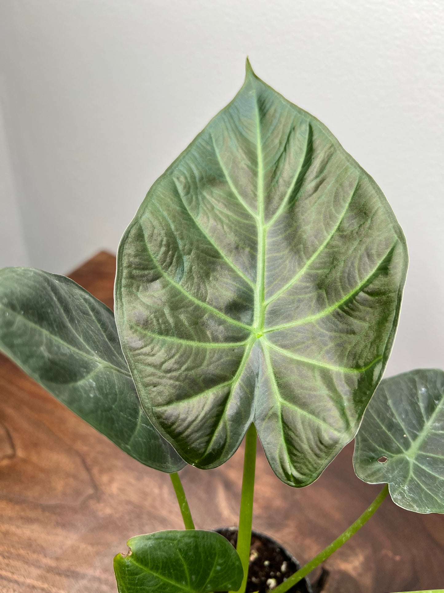 Alocasia Regal Shield