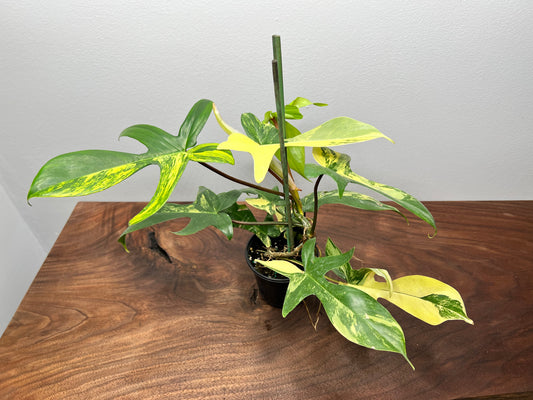 Philodendron Variegated Florida Beauty 6”