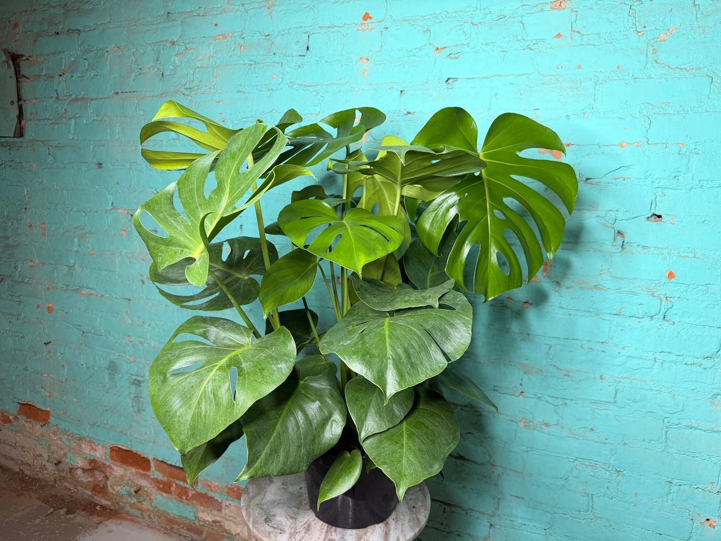 Monstera Deliciosa 8”