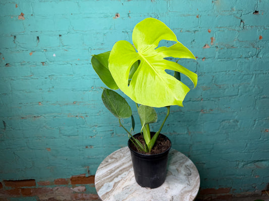 Monstera Deliciosa Golden Compacta 6”