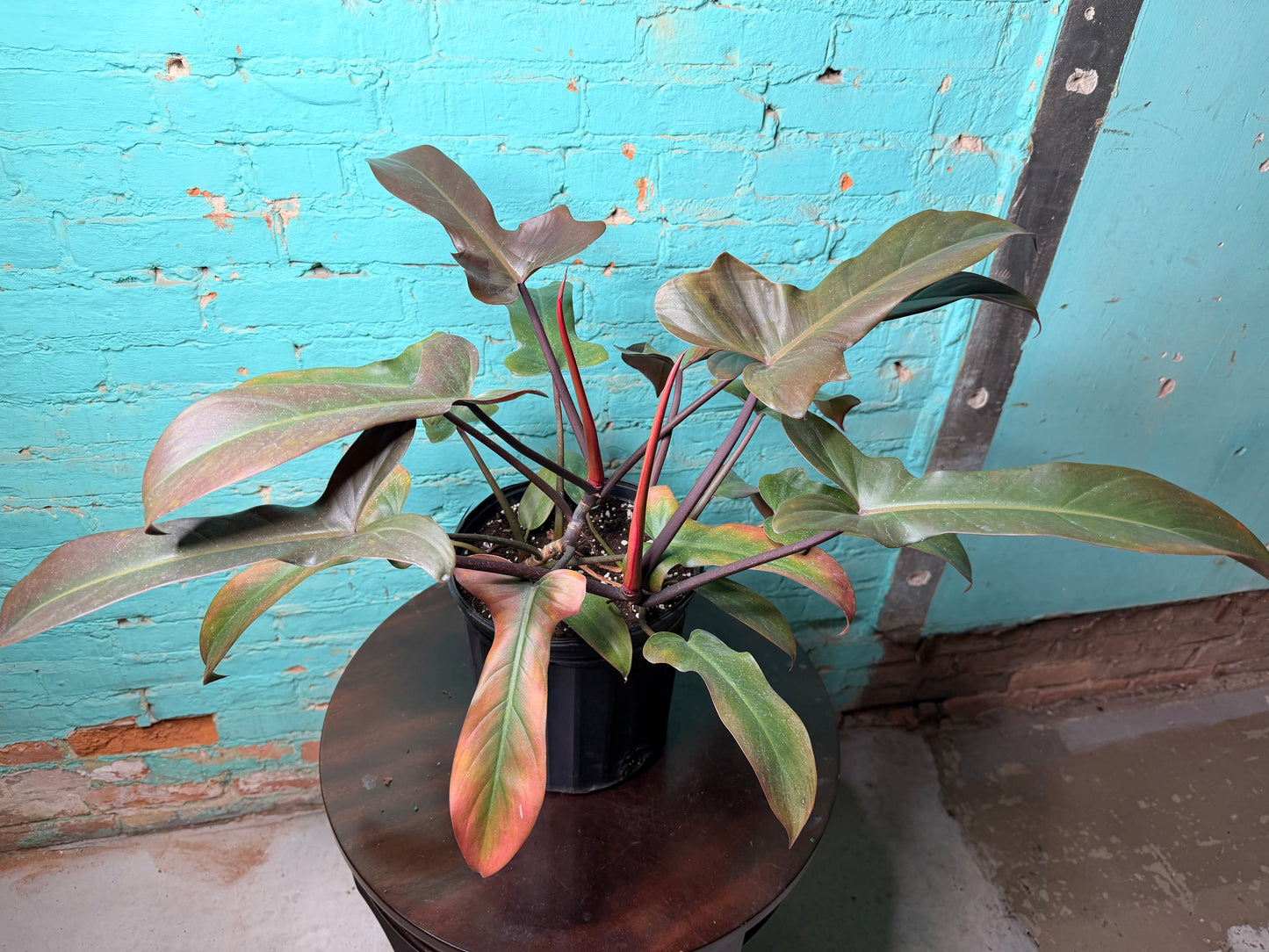 Philodendron Florida Bronze 10”