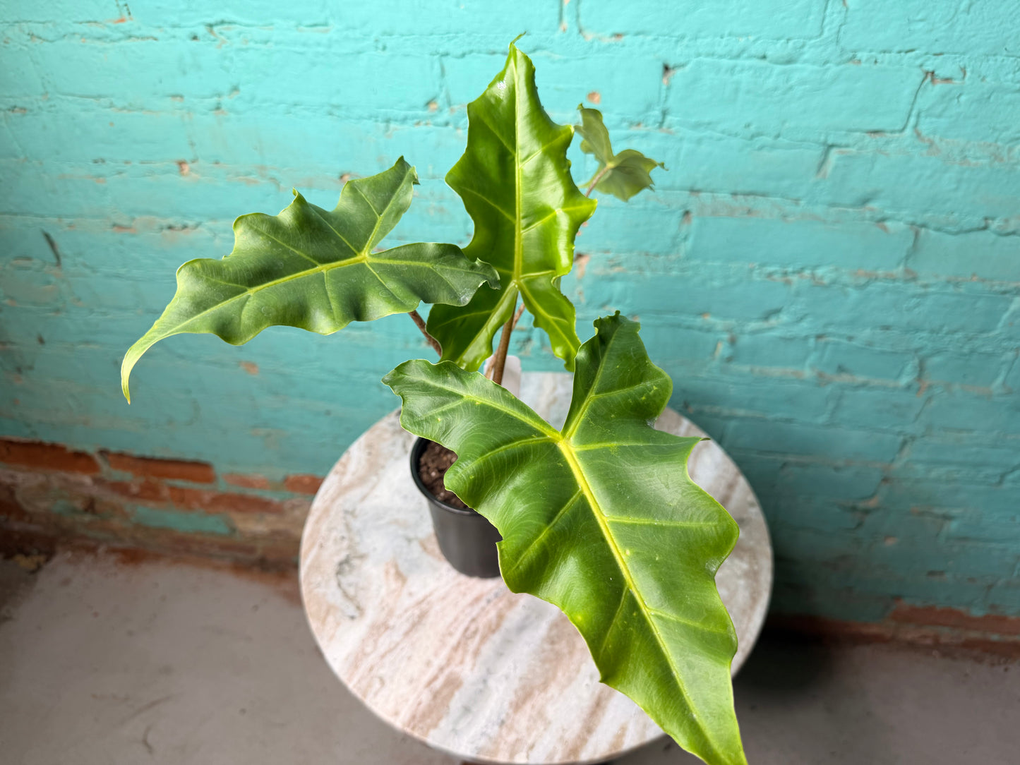 Alocasia Golden Dragon 4”