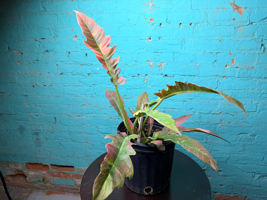 Philodendron Ring of Fire 10”