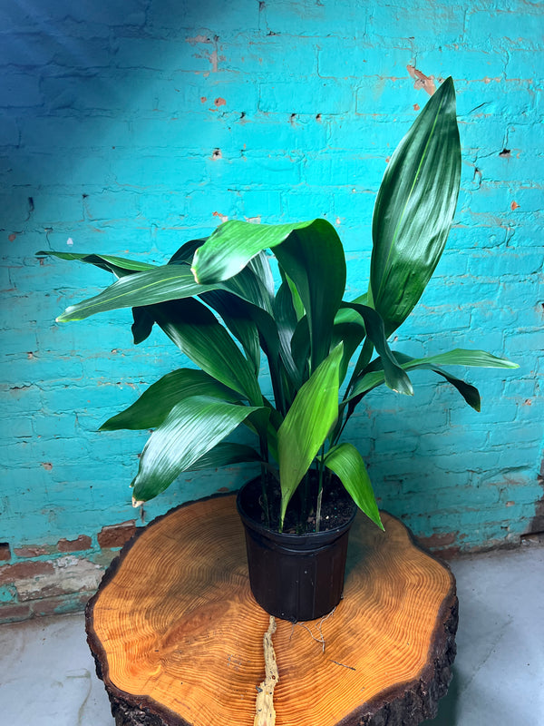 Cast Iron Plant 8”