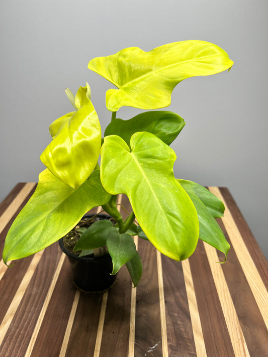 Philodendron Gold Violin