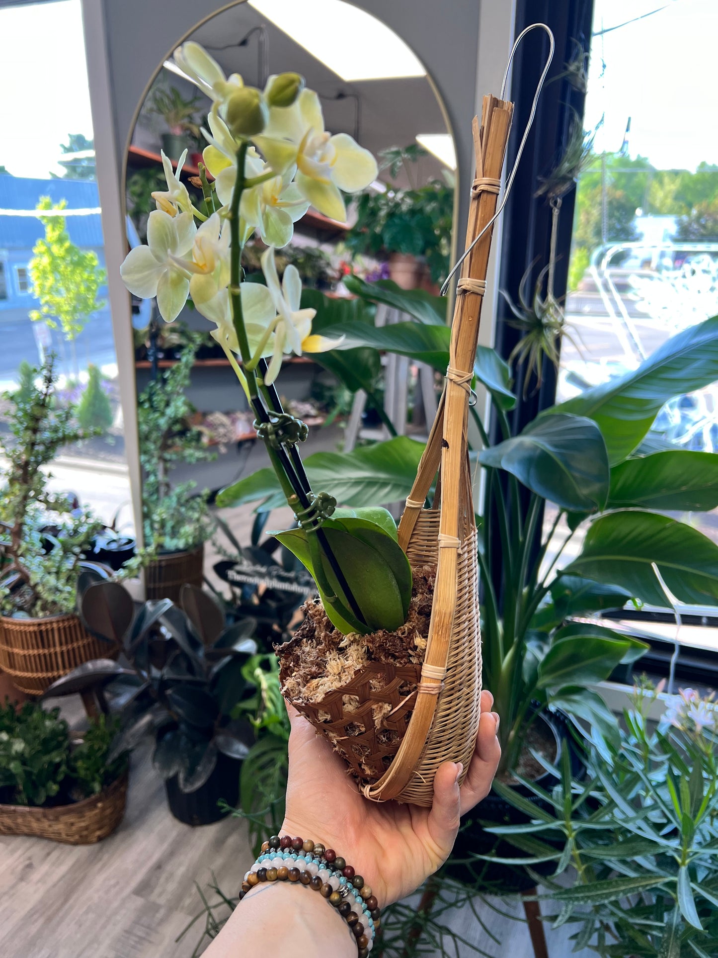 Moth Orchids with hanger