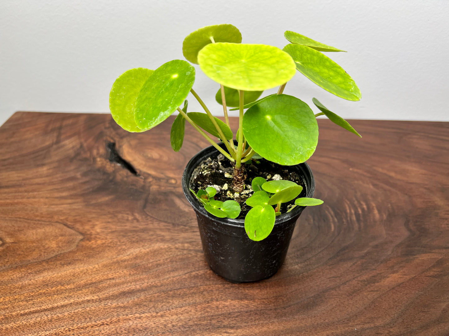 Pilea Peperomioides (4inch)