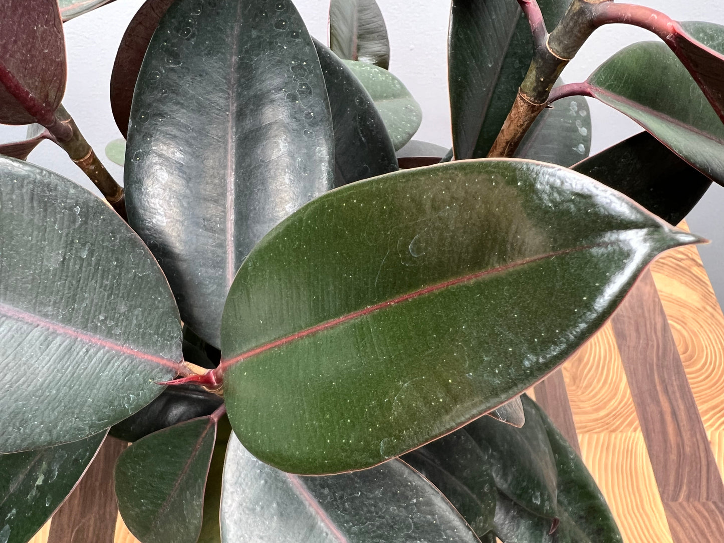 Rubber Plant-burgundy 6”