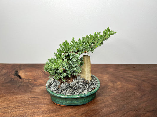 Bonsai tree 6” (2year)